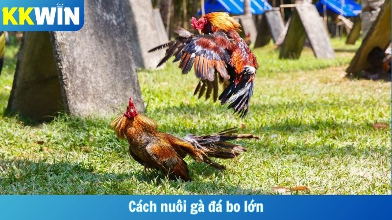 Cách Nuôi Gà Đá Bo Lớn