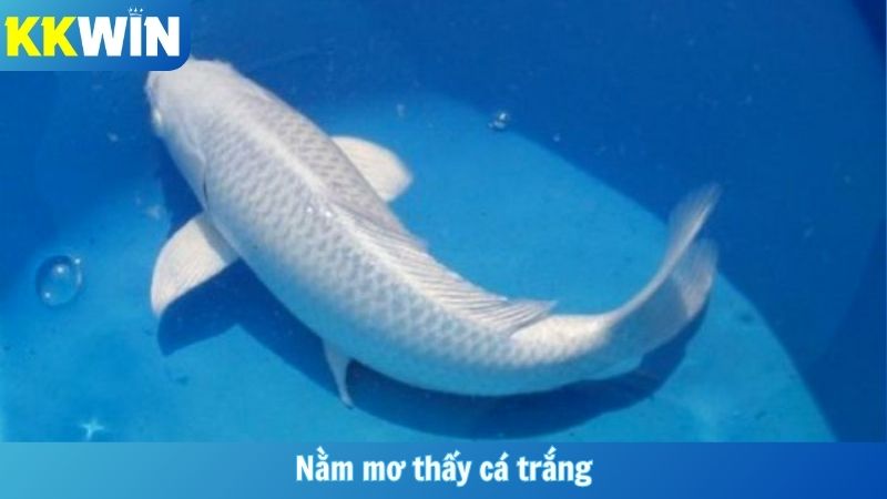 Nằm Mơ Thấy Cá Trắng