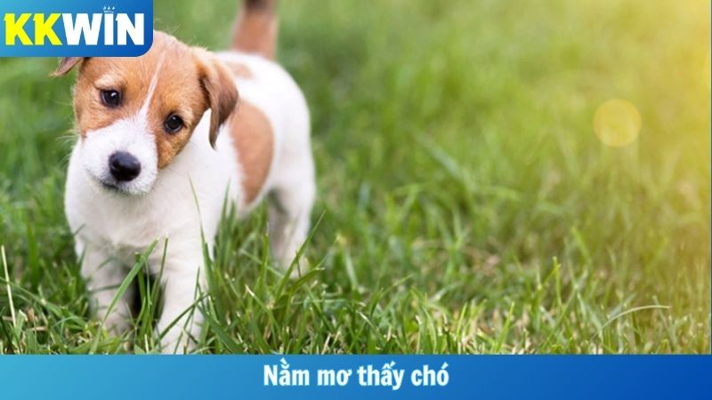 Nằm Mơ Thấy Chó